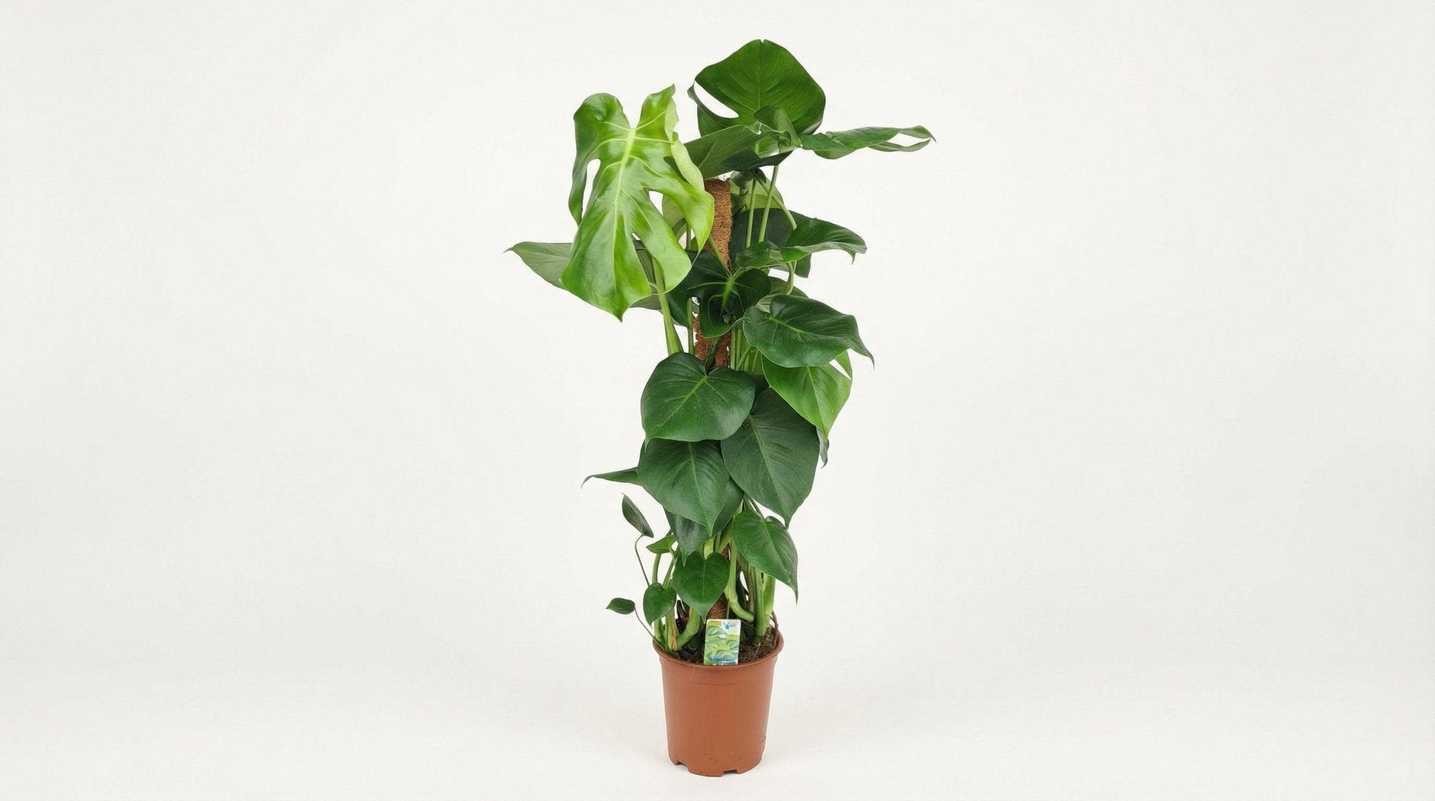 Monstera Mosstok P 19 H 80 cm - 28012 - PlantenShop24