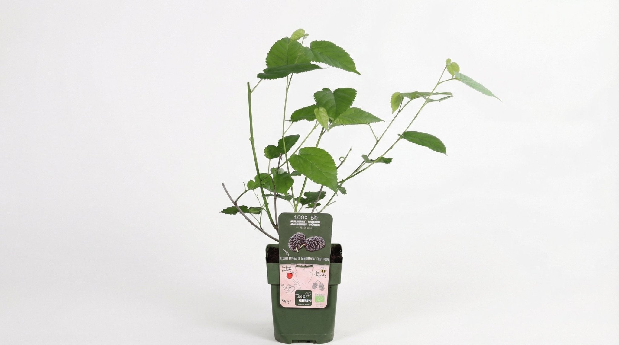 Morus Nigra 'Mulle' P 13 H 45 cm - 6809 - PlantenShop24