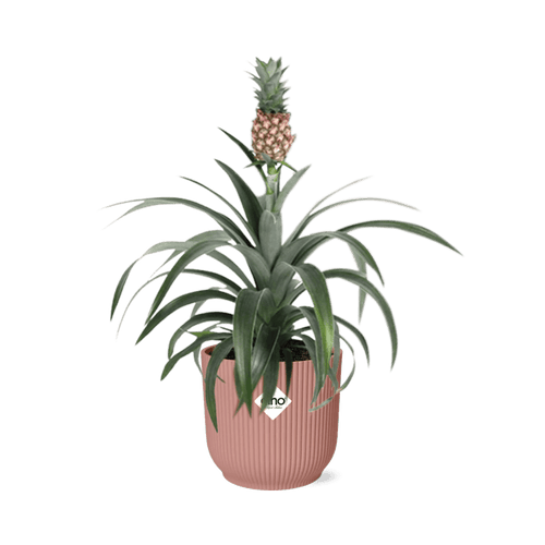 Mother's Day Ananas Comosus 'Mi Amigo' (met pot) P 14 cm - 21730 - PlantenShop24