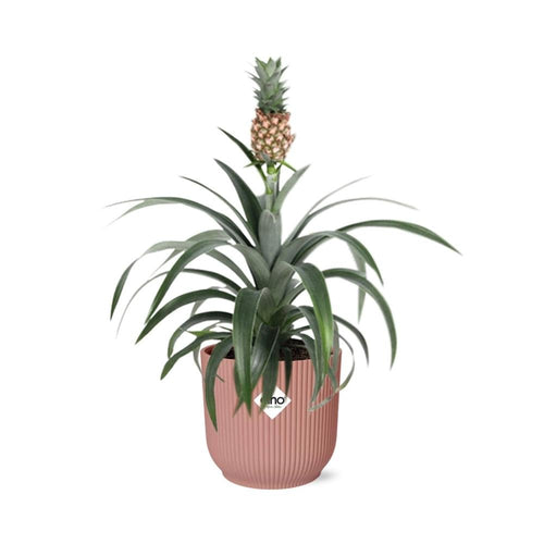 Mother's Day Ananas Comosus 'Mi Amigo' (met pot) P 14 cm - 21730 - PlantenShop24