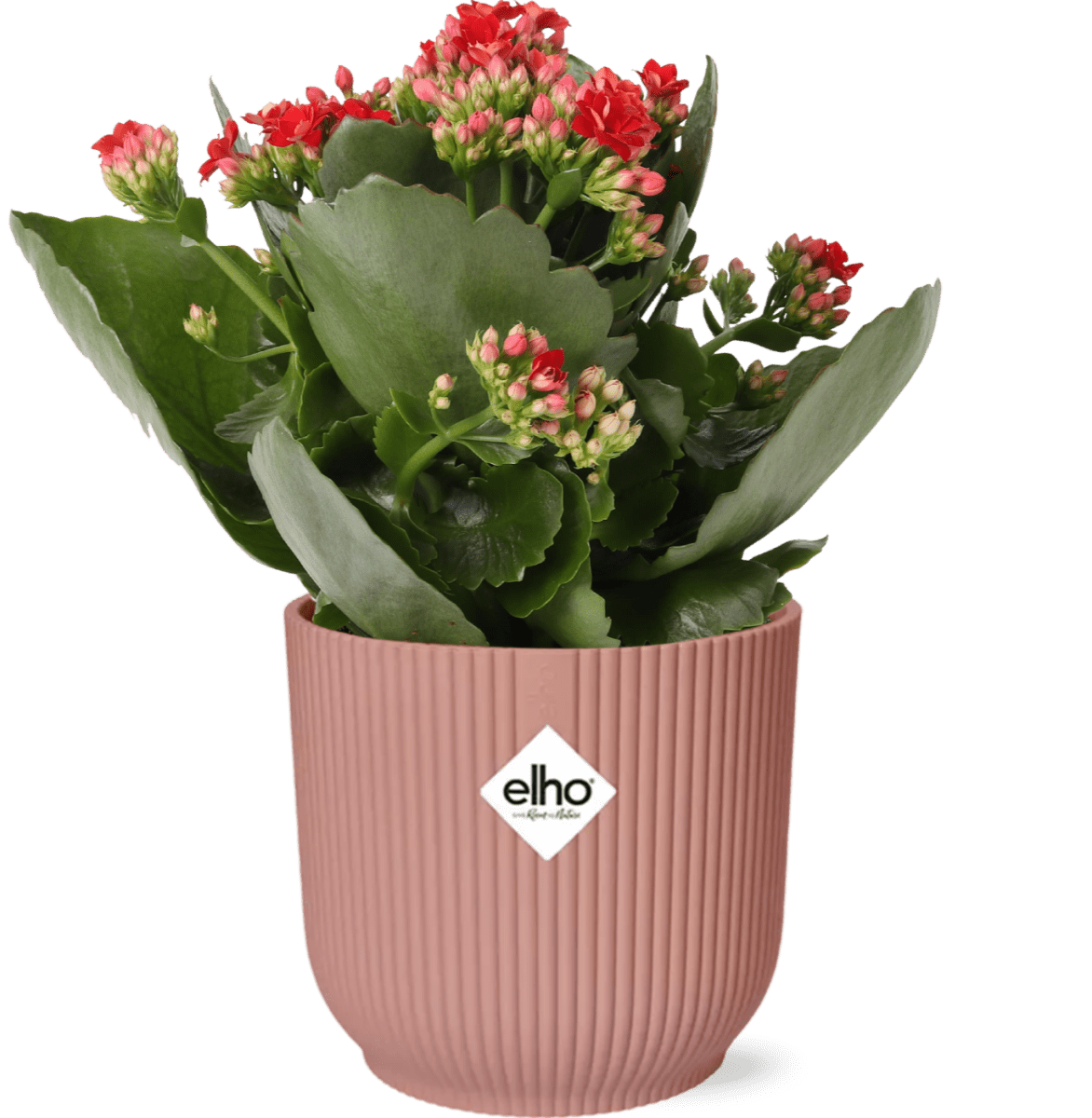 Mother's Day Kalanchoe Rosalina Don Justino Rood (met pot) P 14 cm - 49374 - PlantenShop24