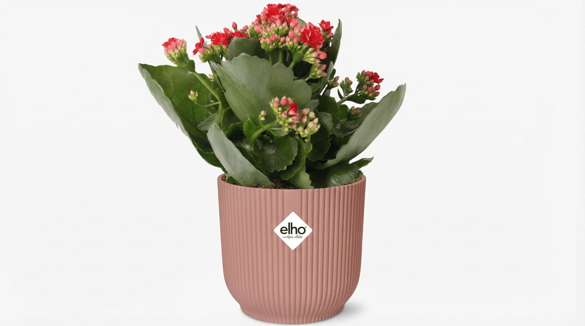 Mother's Day Kalanchoe Rosalina Don Justino Rood (met pot) P 14 cm - 49374 - PlantenShop24