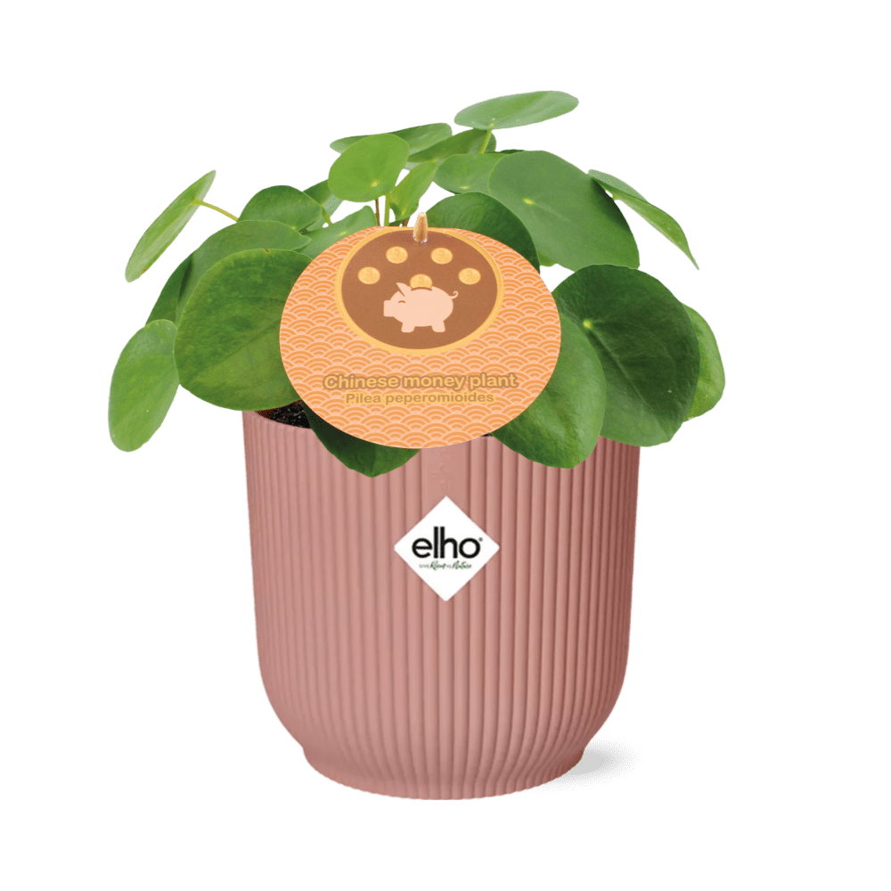 Mother'S Day Pilea Peperomioides (met pot) P 12 cm P 14 cm - 21723 - PlantenShop24