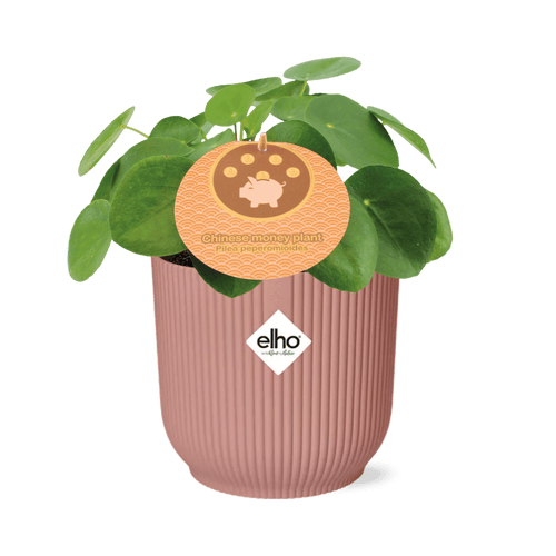 Mother'S Day Pilea Peperomioides (met pot) P 12 cm P 14 cm - 21723 - PlantenShop24