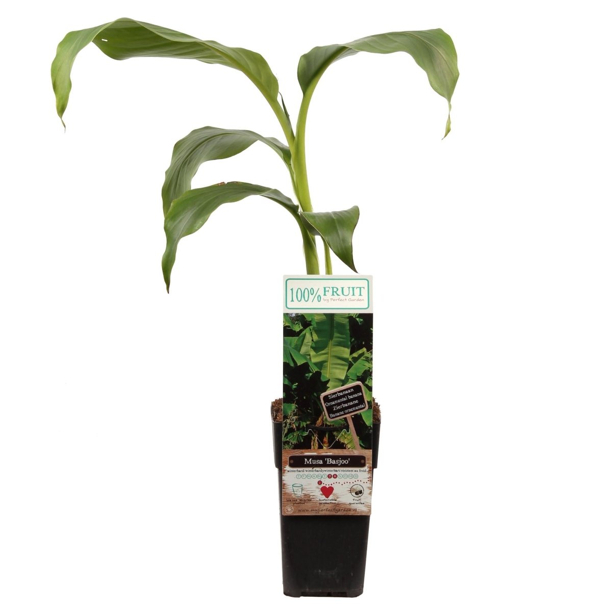 Musa Basjoo P 15 H 50 cm - 6811 - PlantenShop24