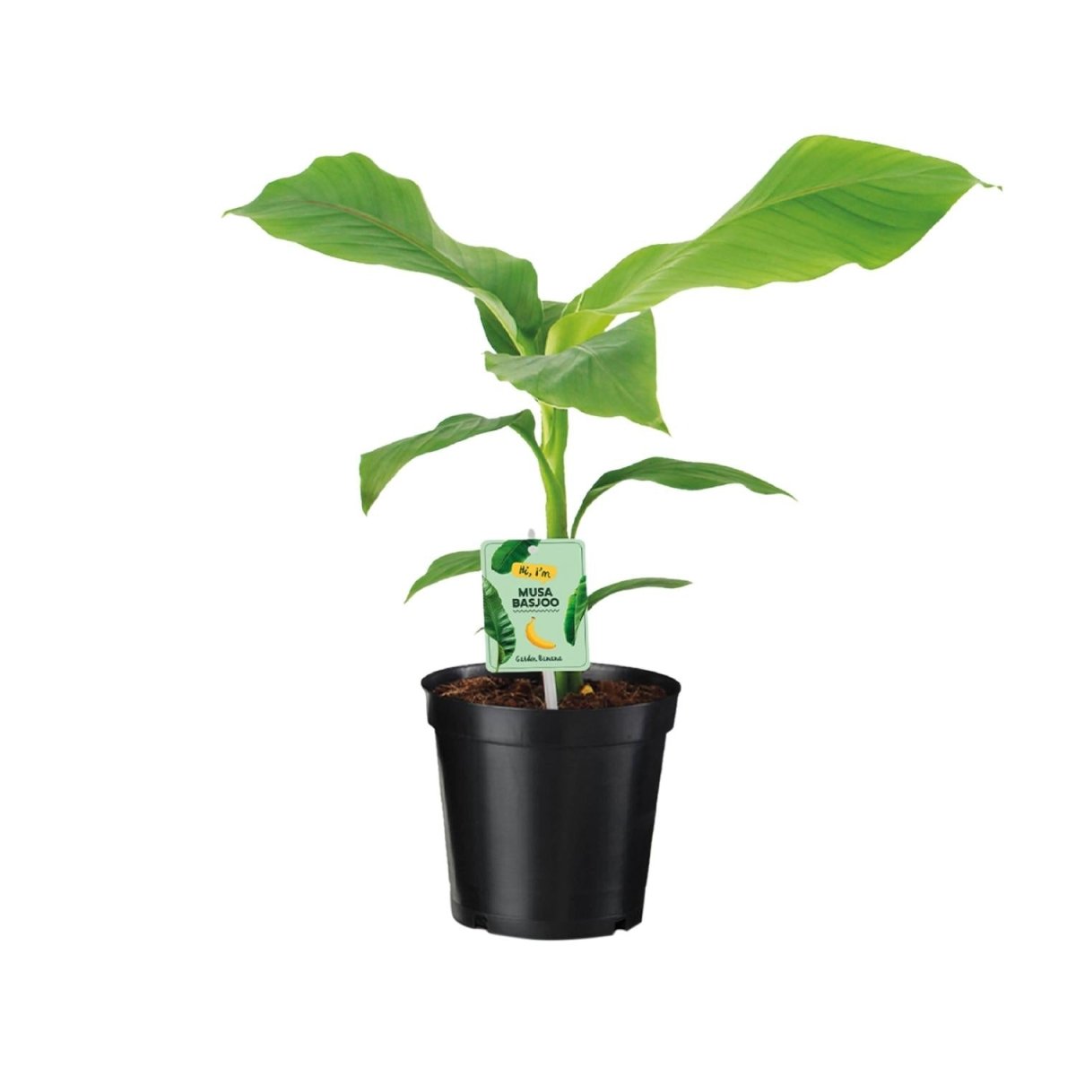 Musa Basjoo P 17 H 45 cm - 18795 - PlantenShop24