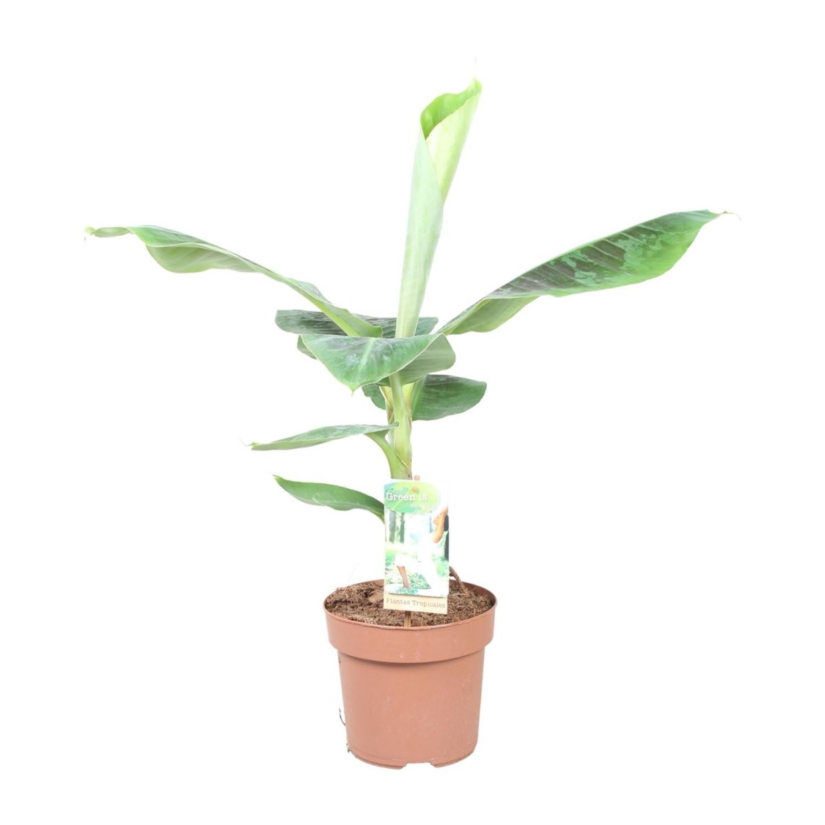 Musa Dwarf Cavendish P 17 H 60 cm - 9667 - PlantenShop24