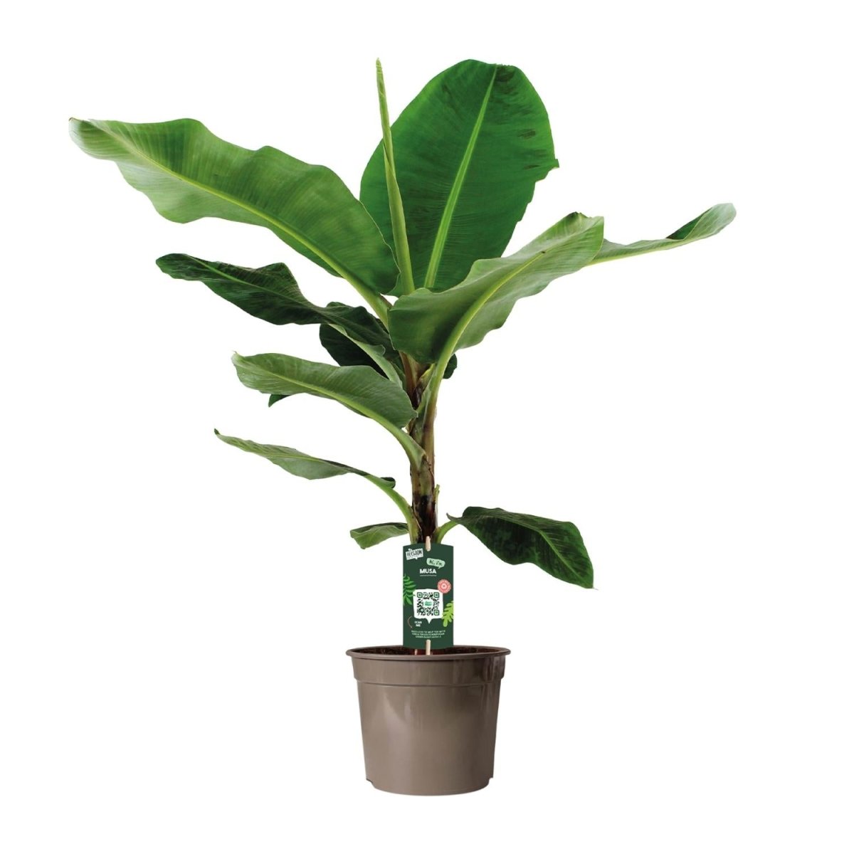 Musa Dwarf Cavendish P 27 H 130 cm - 12330 - PlantenShop24