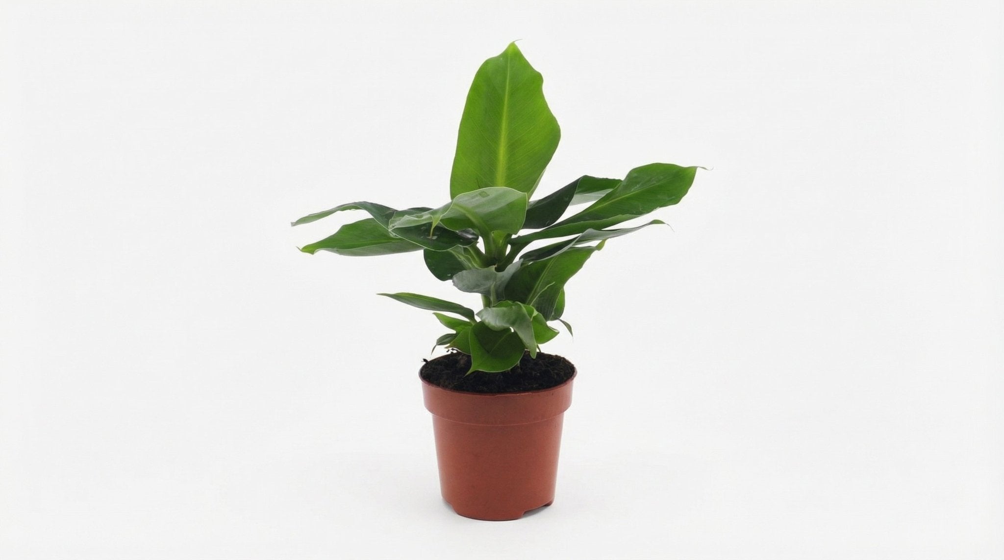 Musa Oriental Dwarf P 12 cm H 25 cm - 5079 - PlantenShop24