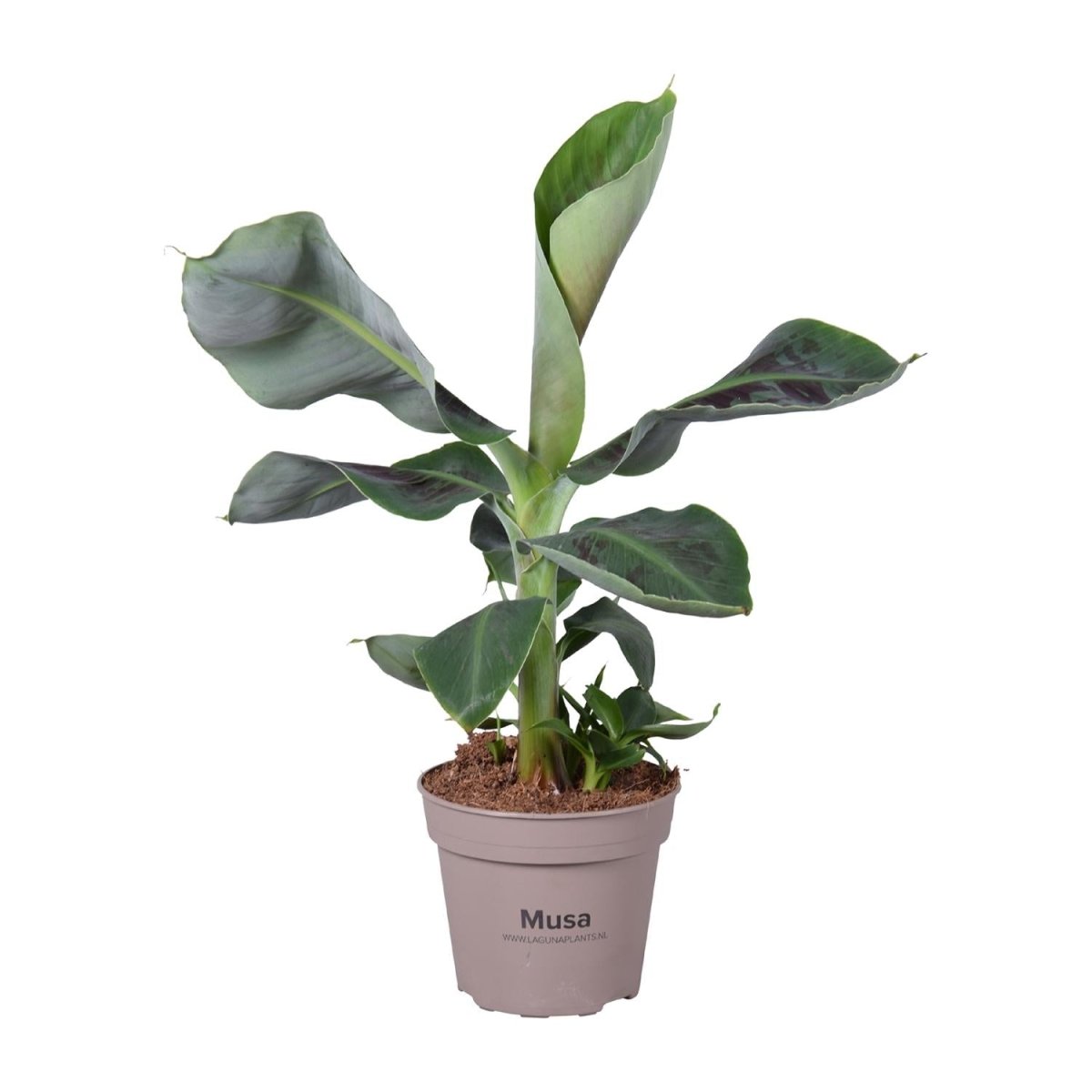 Musa Oriental Dwarf P 15 H 45 cm - 21278 - PlantenShop24