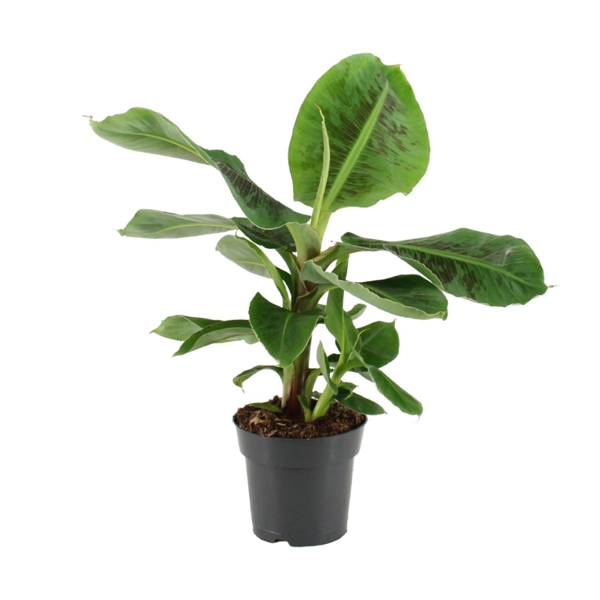 Musa Oriental Dwarf P 17 H 50 cm - 15349 - PlantenShop24
