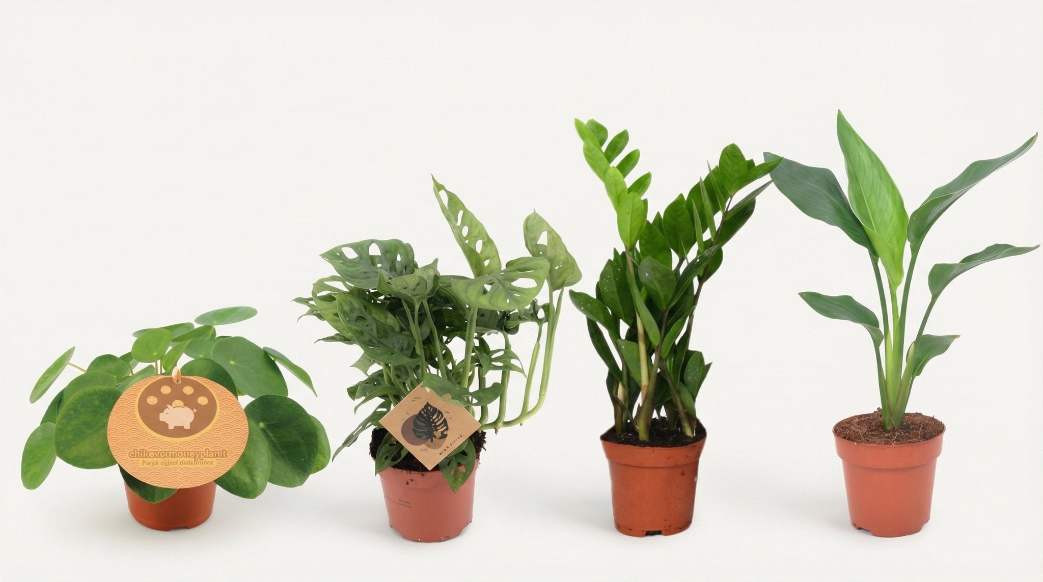 Musthave Plantenbox (4x) P 12 H 20 tot 40 cm - 29457 - PlantenShop24