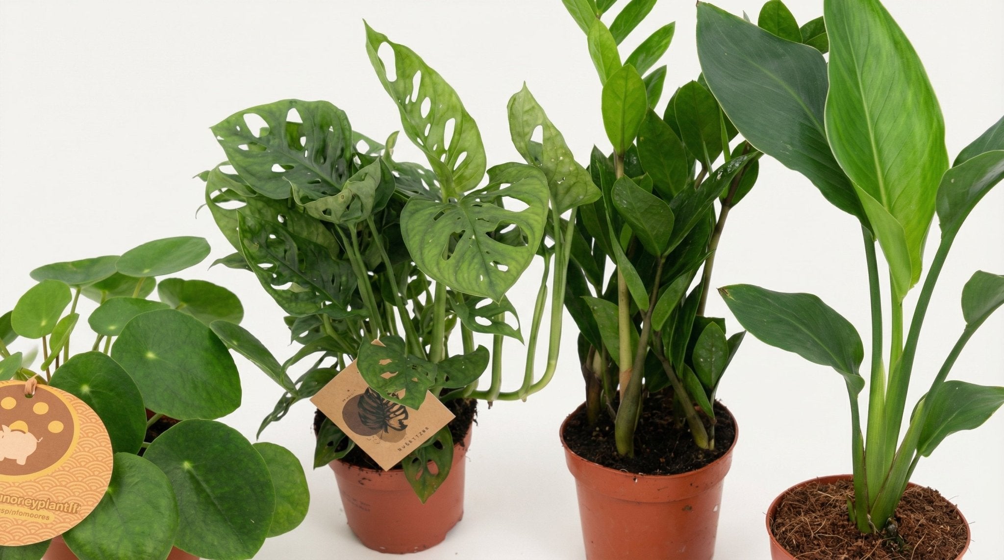 Musthave Plantenbox (4x) P 12 H 20 tot 40 cm - 29457 - PlantenShop24