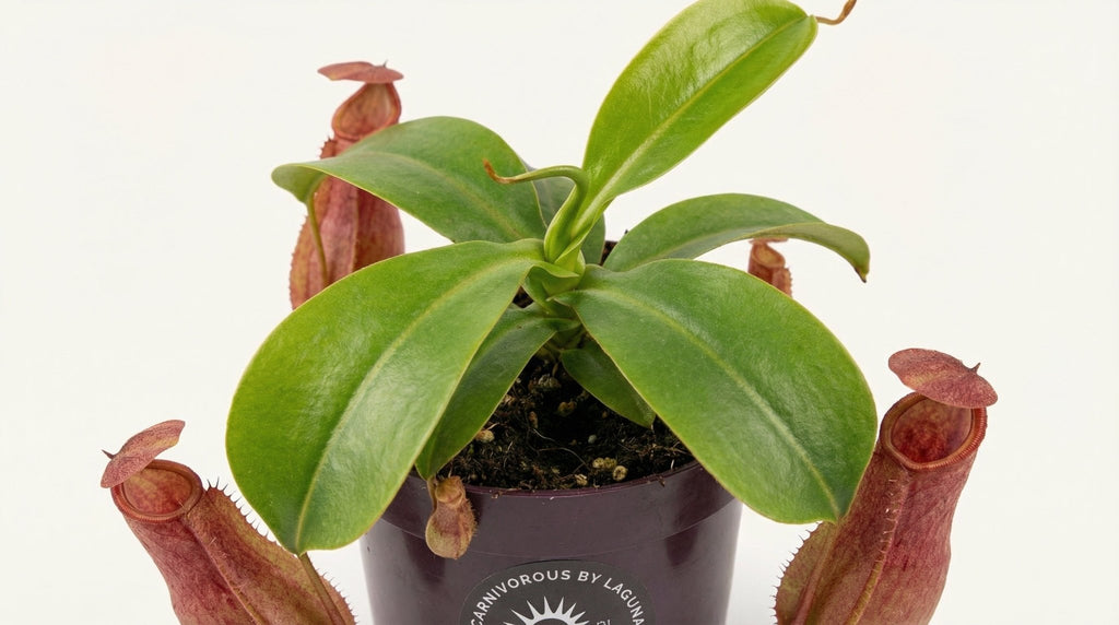 Nepenthes Alata P 12 cm H 17 cm - 13904 - PlantenShop24