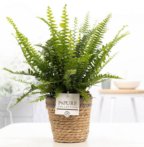 Nephrolepis Green Lady (met pot) P 12 H 35 cm - 53369 - PlantenShop24