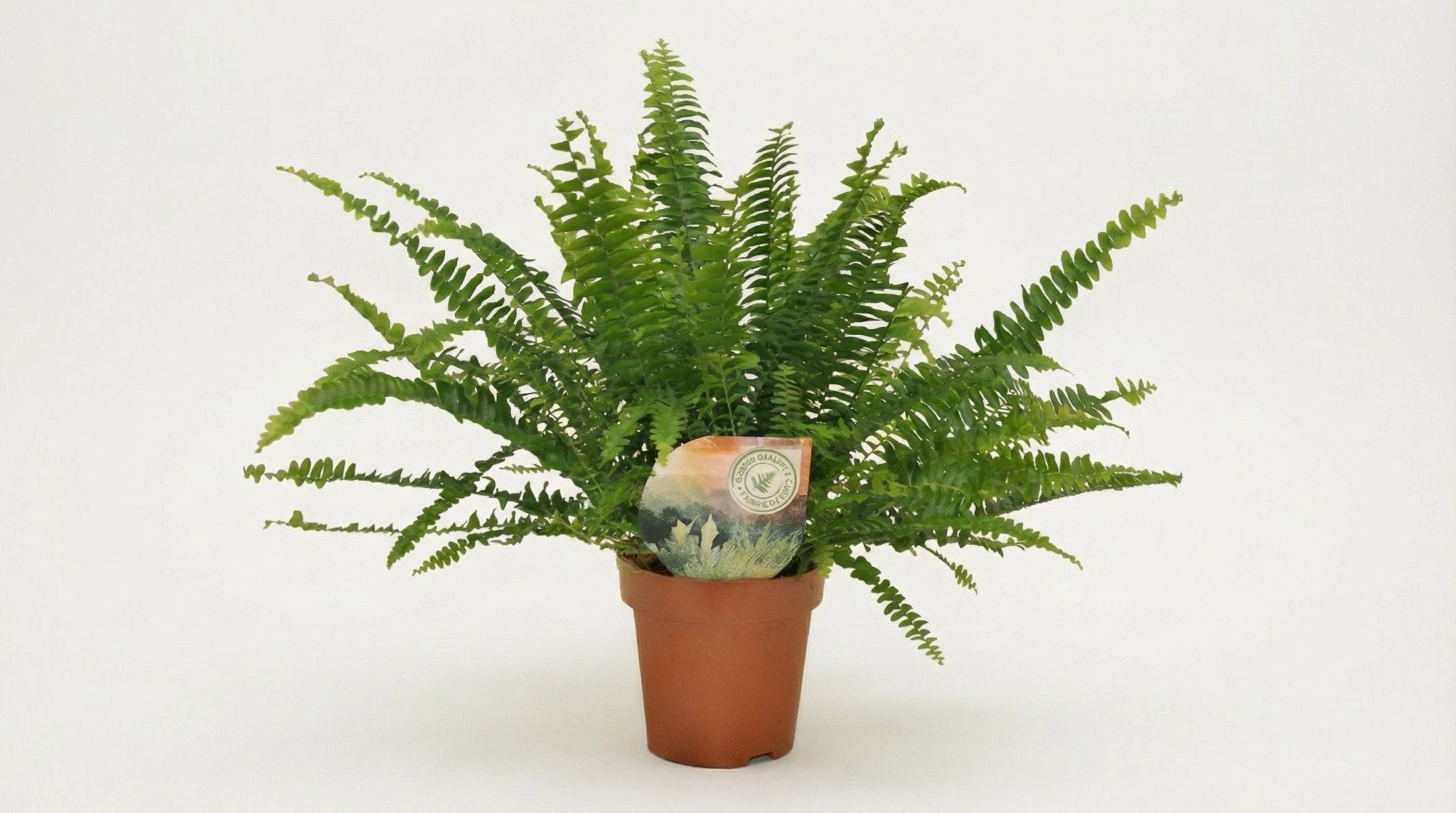 Nephrolepis Green Lady P 12 H 30 cm - 5081 - PlantenShop24
