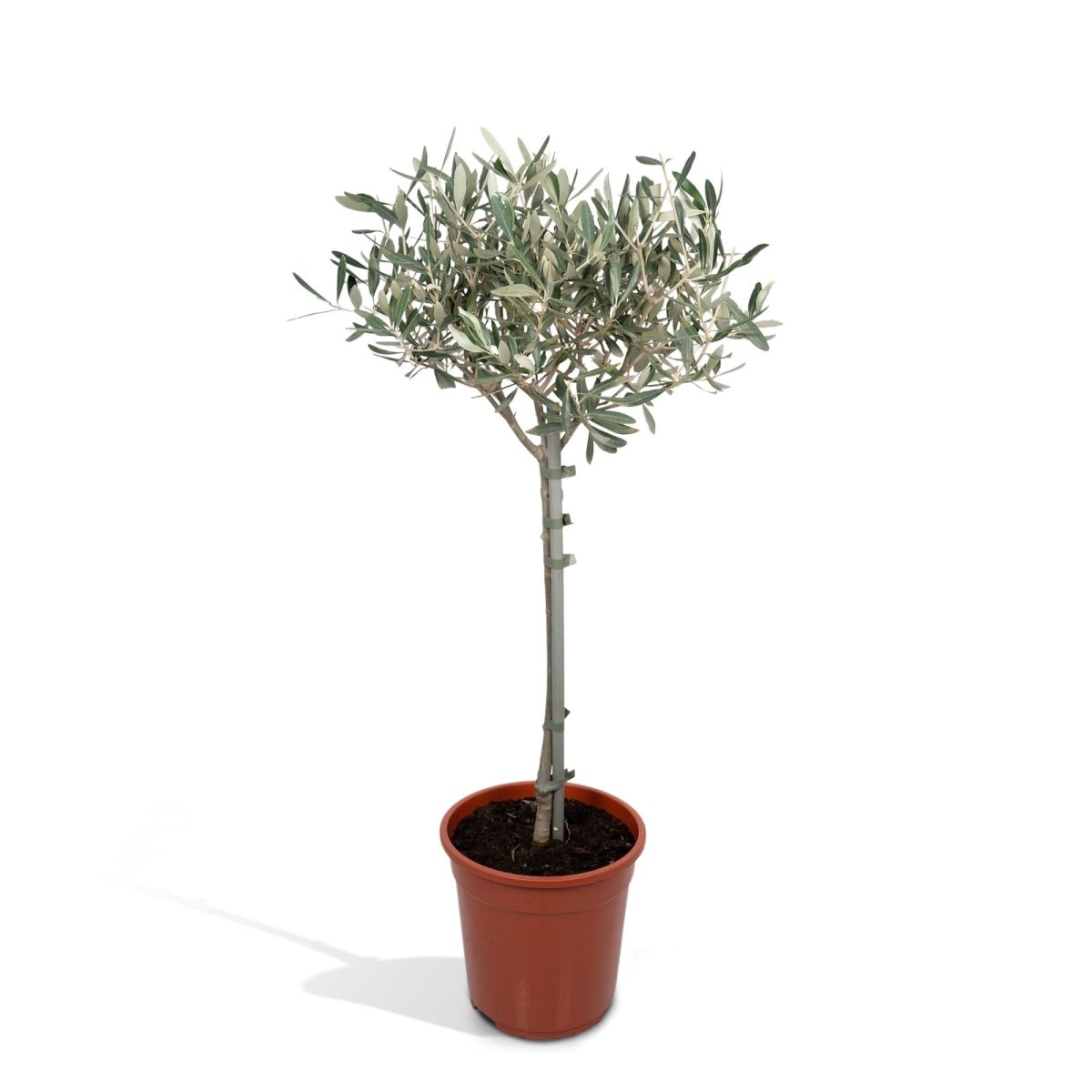 Olea Europaea H 90 cm - 5291 - PlantenShop24