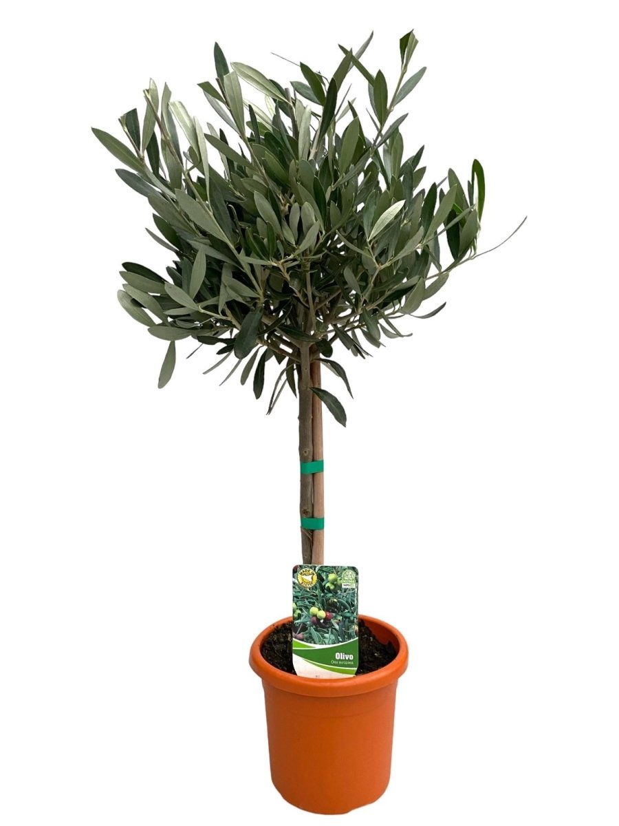 Olea Europaea 'Op Stam' P 15 H 60 cm - 33081 - PlantenShop24