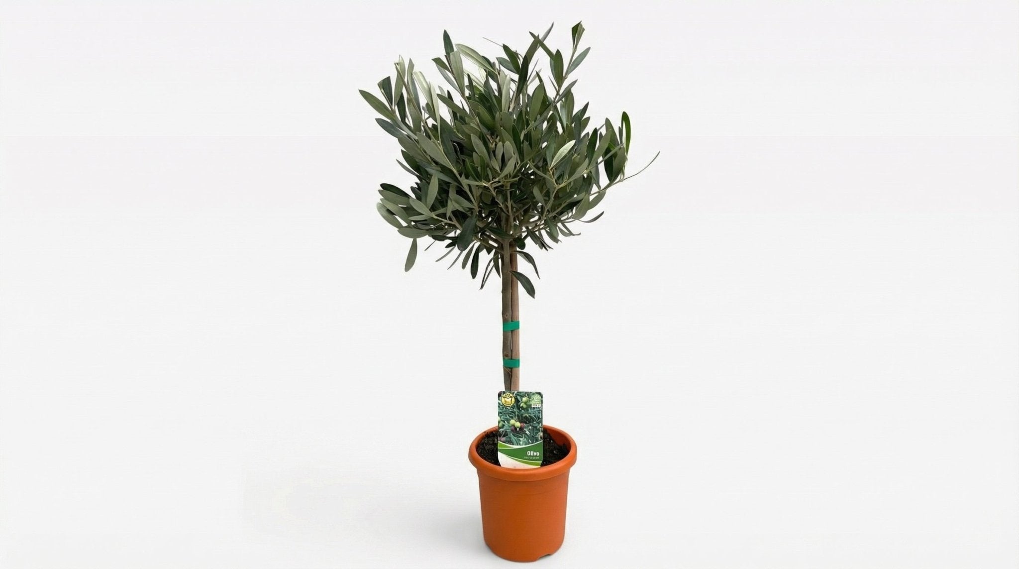 Olea Europaea 'Op Stam' P 15 H 60 cm - 33081 - PlantenShop24