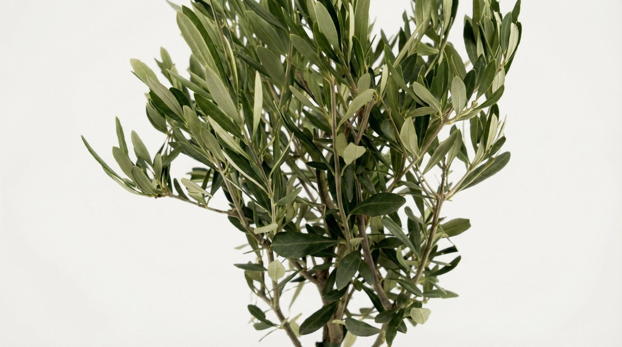 Olea Europaea 'Op Stam' P 19 H 90 cm - 44065 - PlantenShop24