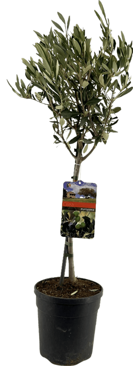 Olea Europaea 'Op Stam' P 19 H 90 cm - 44065 - PlantenShop24