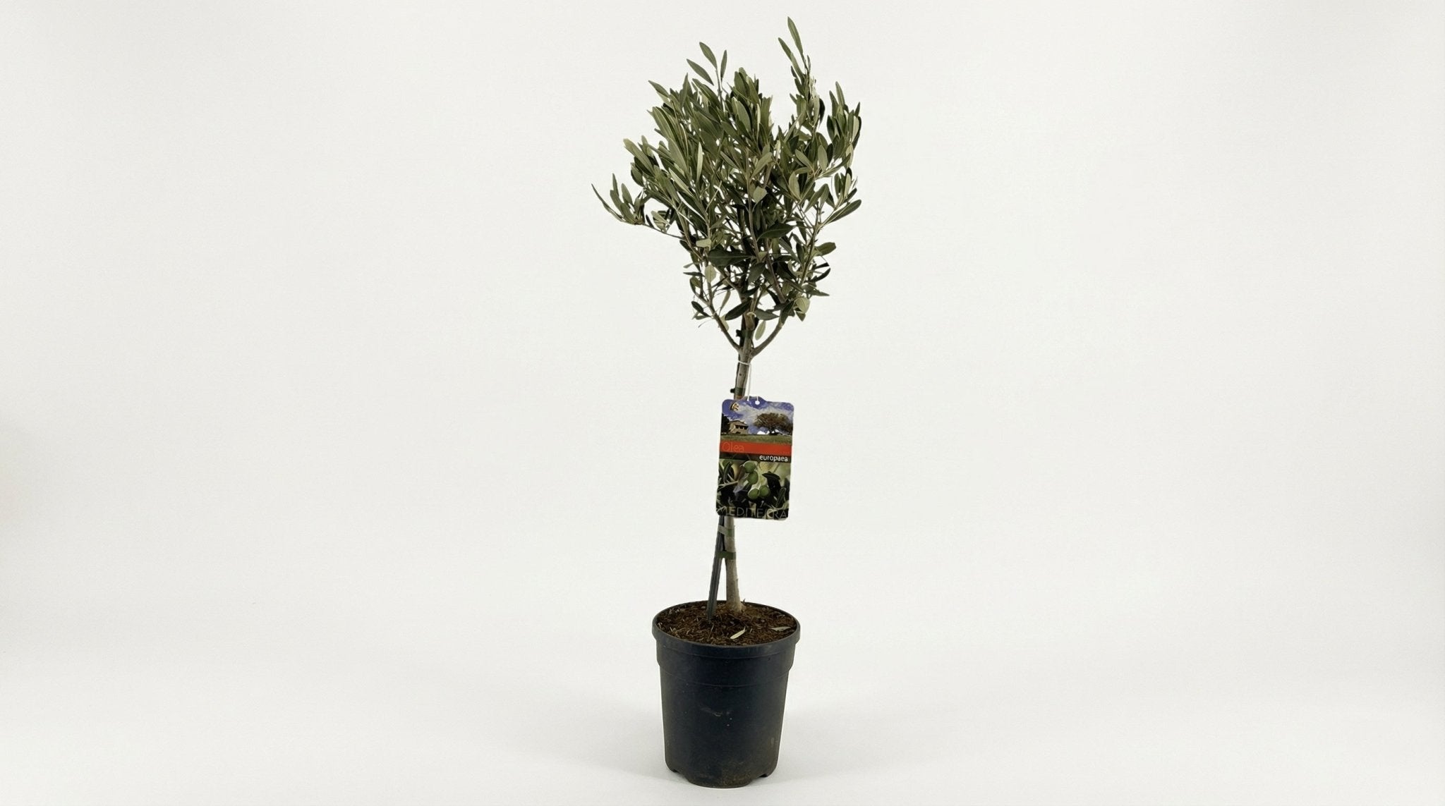 Olea Europaea 'Op Stam' P 19 H 90 cm - 44065 - PlantenShop24