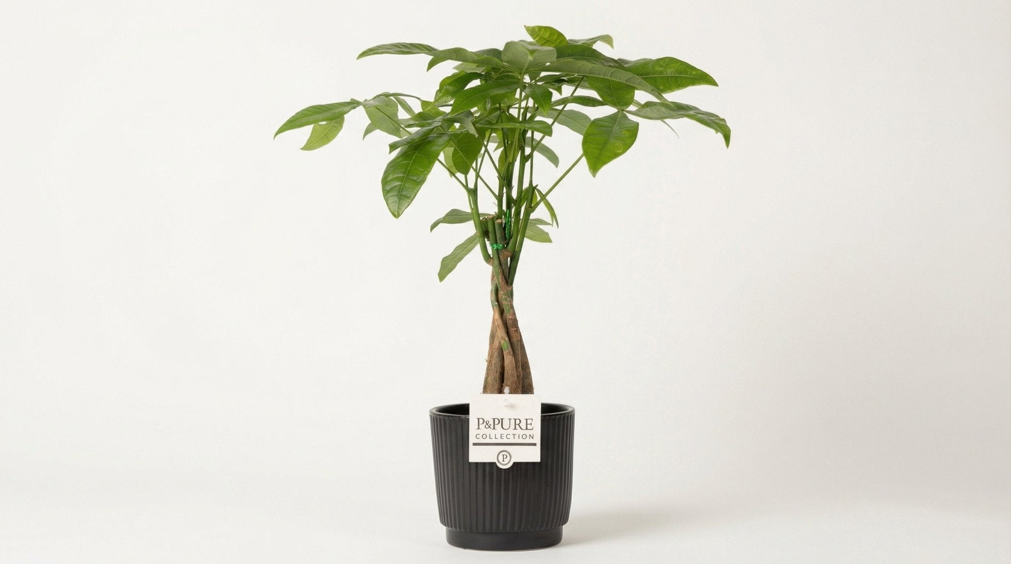 Pachira Aquatica 'Liv' (met pot) P 12 H 45 cm - 53377 - PlantenShop24