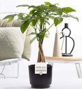 Pachira Aquatica 'Liv' (met pot) P 12 H 45 cm - 53377 - PlantenShop24