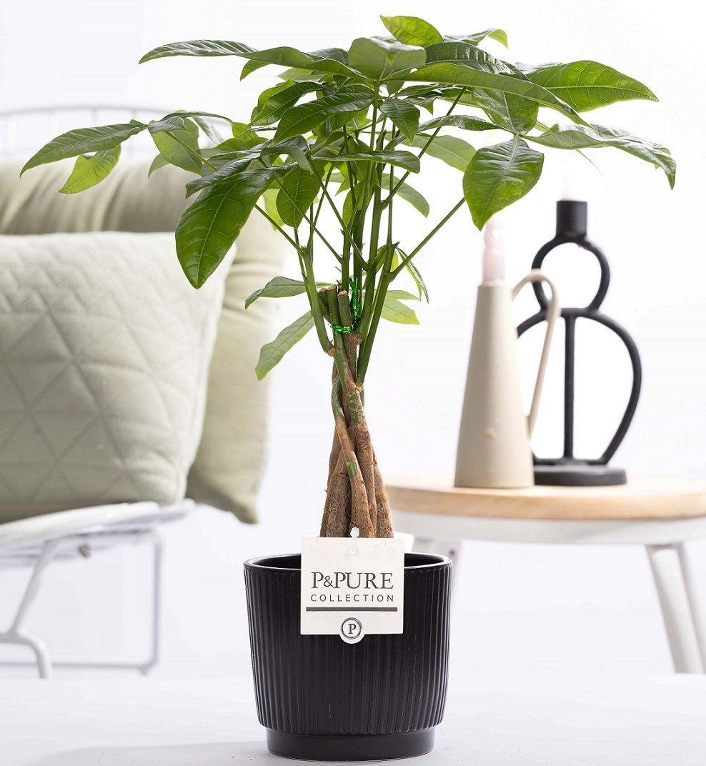 Pachira Aquatica 'Liv' (met pot) P 12 H 45 cm - 53377 - PlantenShop24