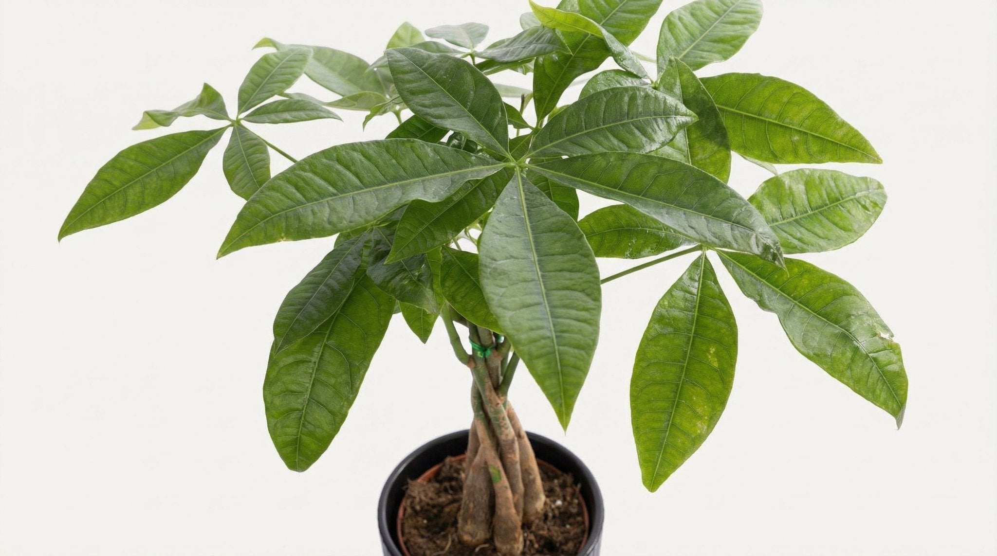 Pachira Aquatica 'Liv' (met pot) P 12 H 45 cm - 53377 - PlantenShop24