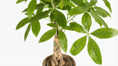 Pachira Aquatica 'Met Mand' P 21 H 90 tot 110 cm - 48790 - PlantenShop24