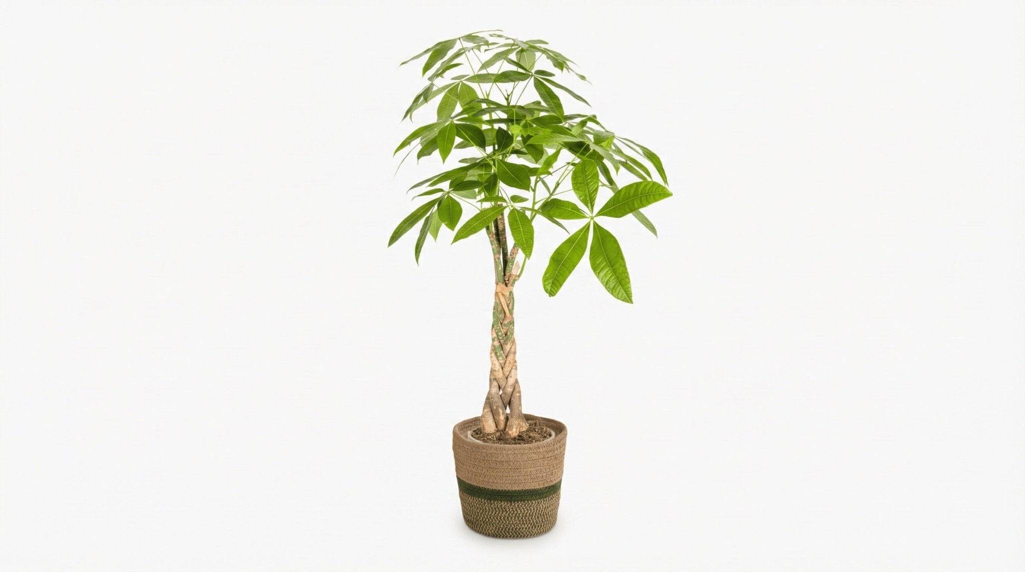 Pachira Aquatica 'Met Mand' P 21 H 90 tot 110 cm - 48790 - PlantenShop24