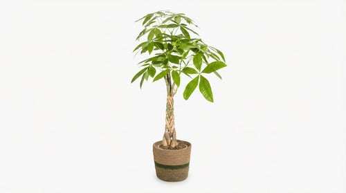 Pachira Aquatica 'Met Mand' P 21 H 90 tot 110 cm - 48790 - PlantenShop24