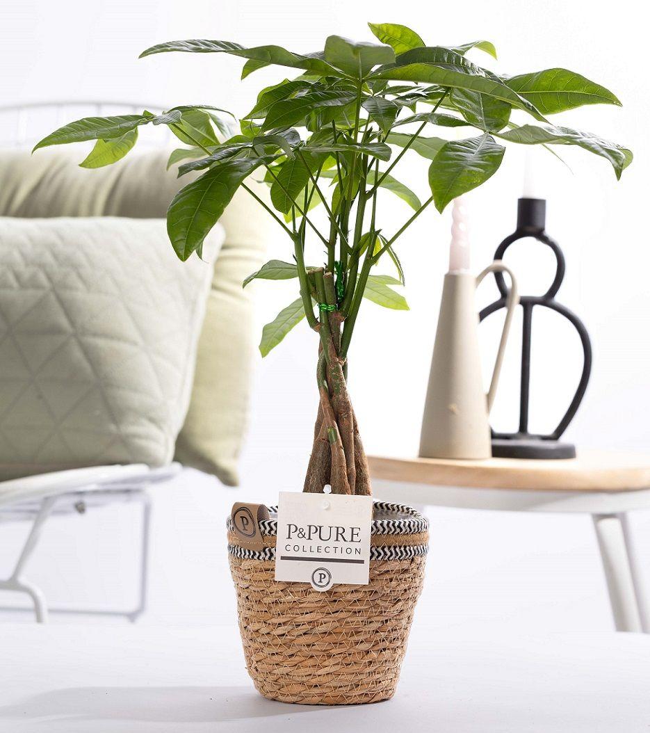 Pachira Aquatica (met pot) P 12 H 45 cm - 53375 - PlantenShop24