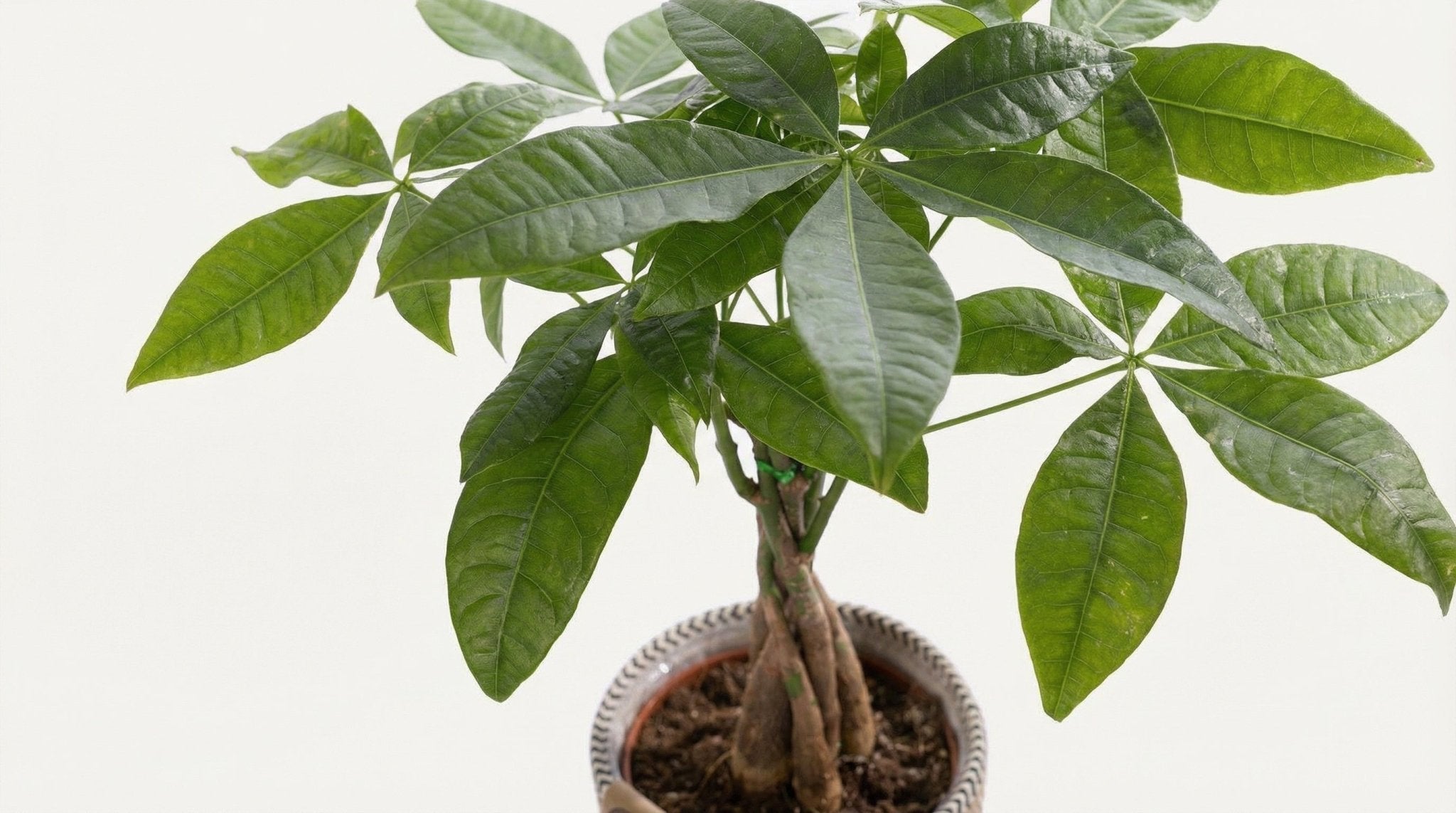 Pachira Aquatica (met pot) P 12 H 45 cm - 53375 - PlantenShop24