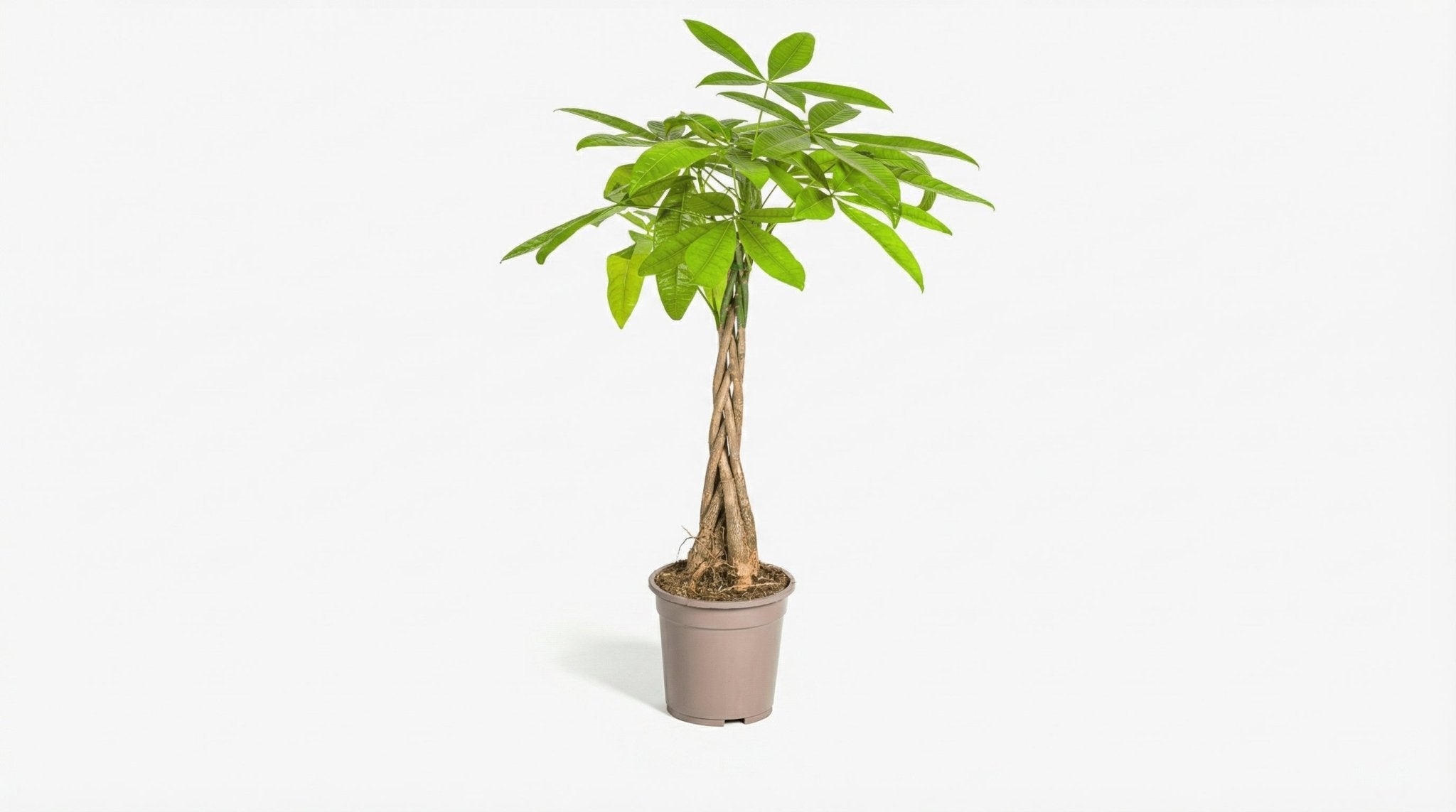 Pachira Aquatica P 19 H 70 tot 90 cm - 44777 - PlantenShop24