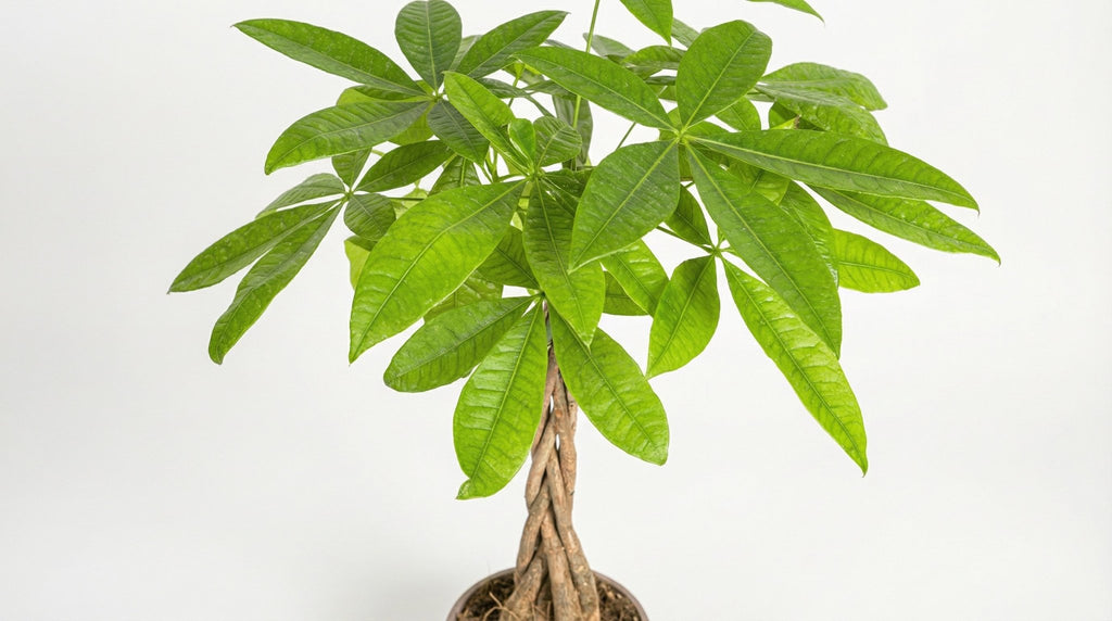 Pachira Aquatica P 19 H 70 tot 90 cm - 44777 - PlantenShop24