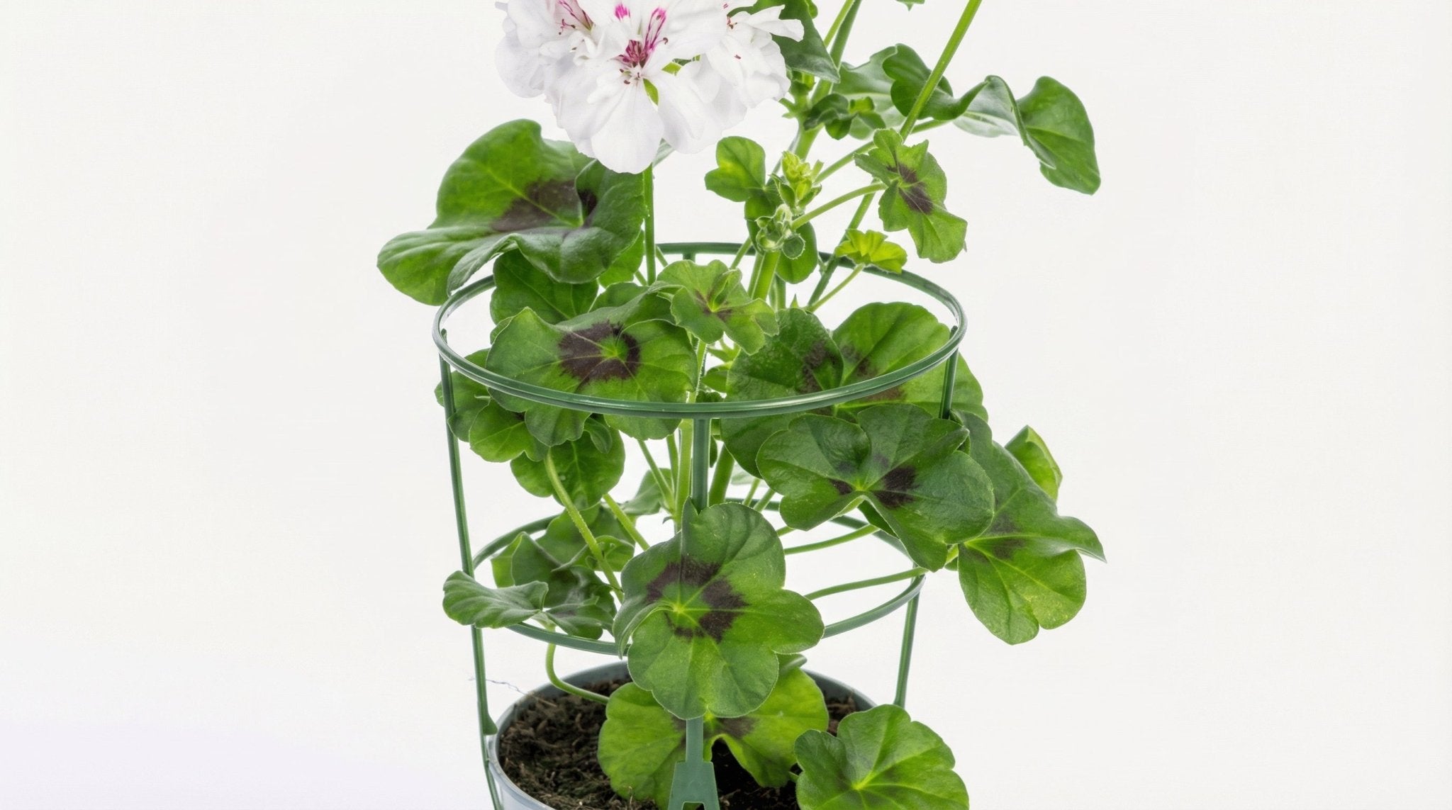 Pelargonium Peltatum 'Mexica Ruby' 'Violet' (mix) (8x) P 12 H 20 cm - 49323 - PlantenShop24