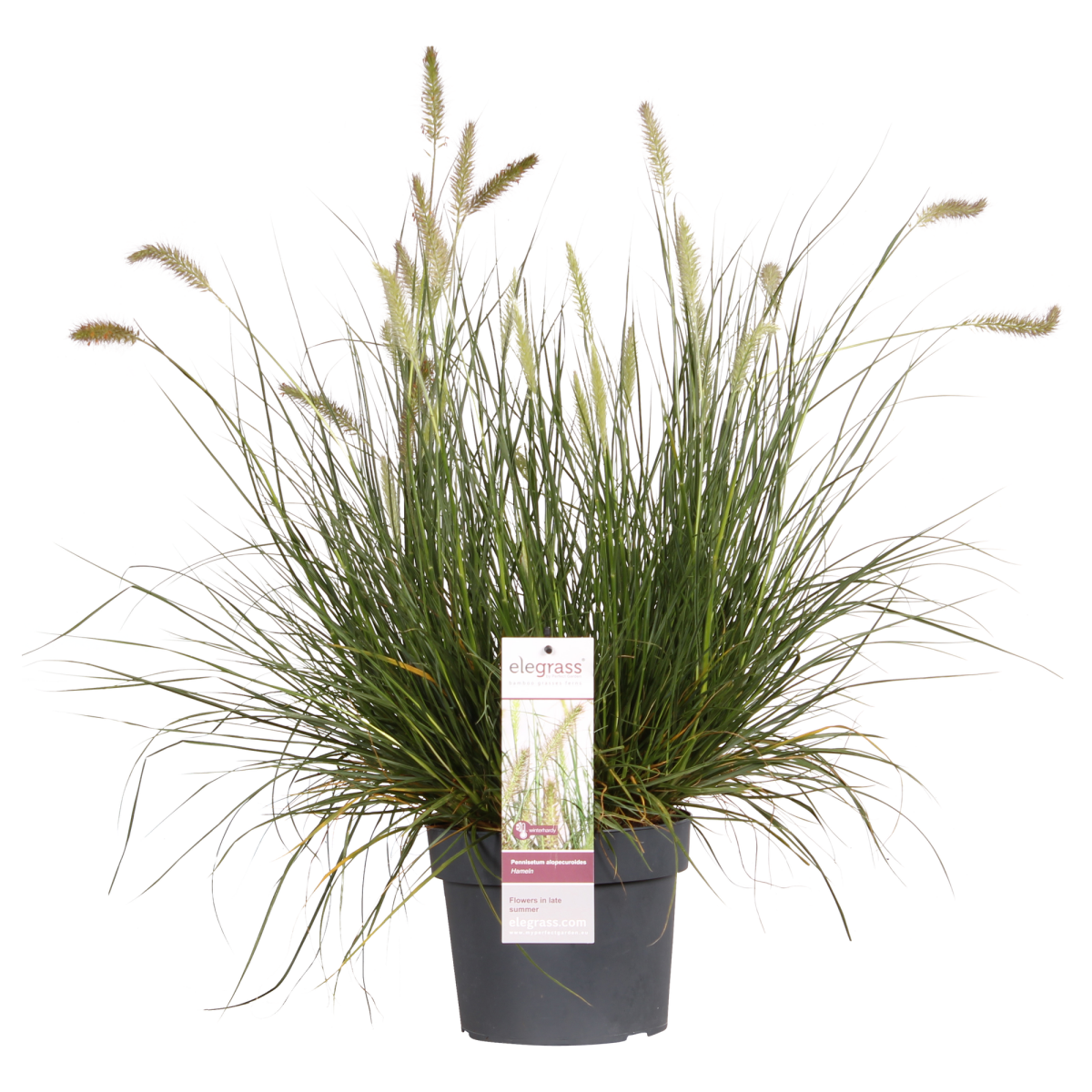 Pennisetum Alopecuroides 'Hameln' P 19 H 40 cm - 6831 - PlantenShop24