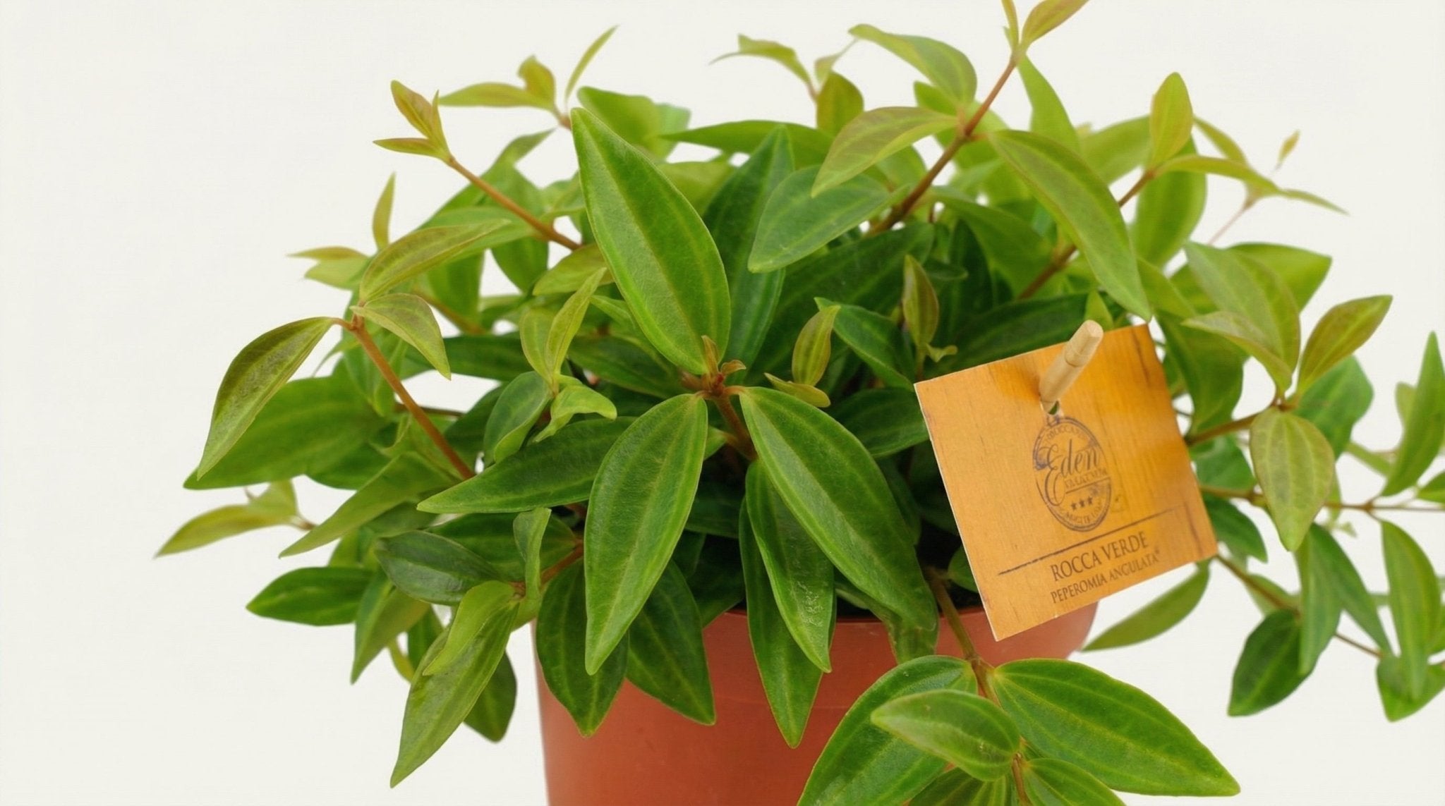 Peperomia Ang. Rocca Vivace H 15 cm - 12880 - PlantenShop24
