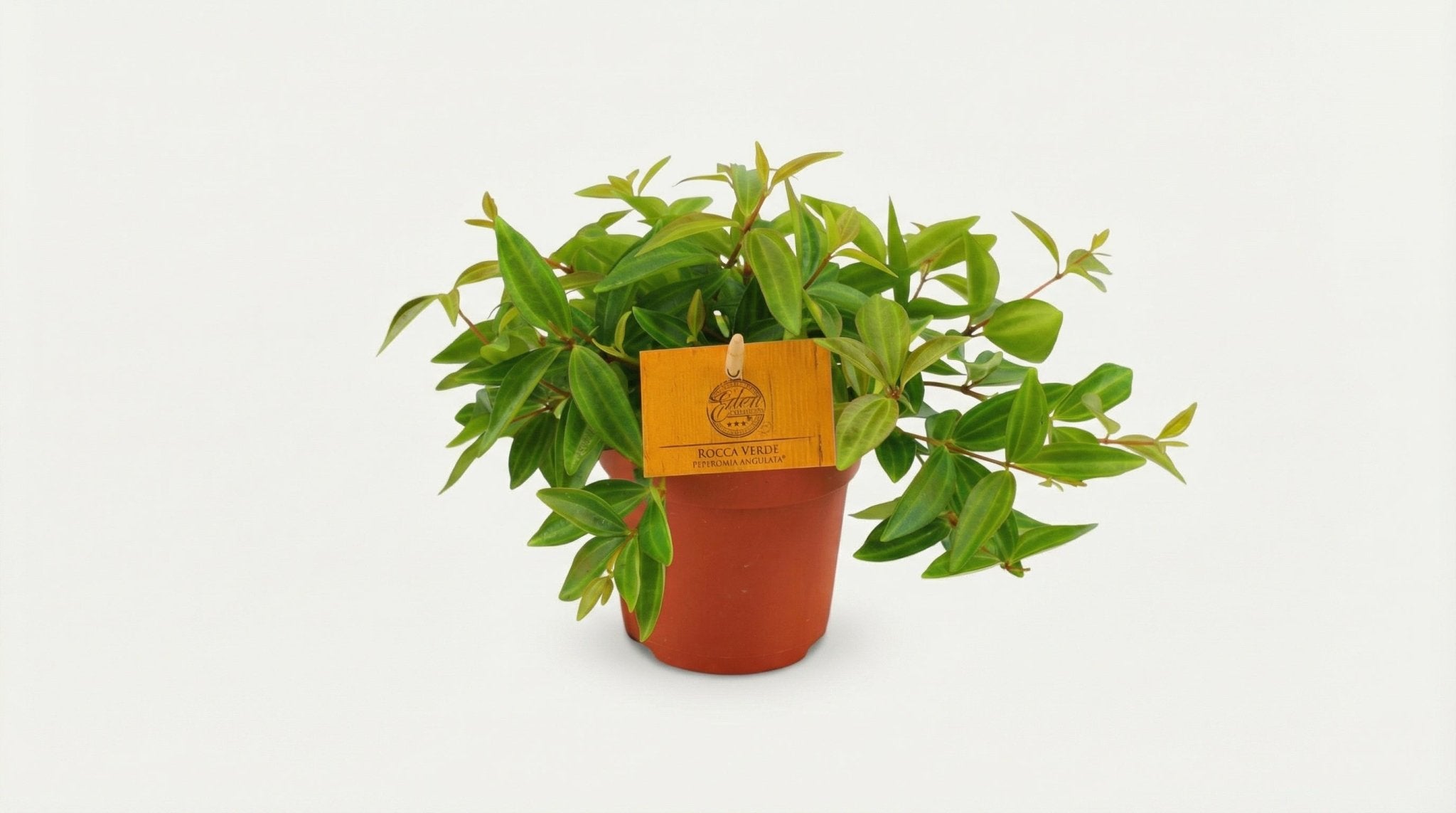 Peperomia Ang. Rocca Vivace H 15 cm - 12880 - PlantenShop24