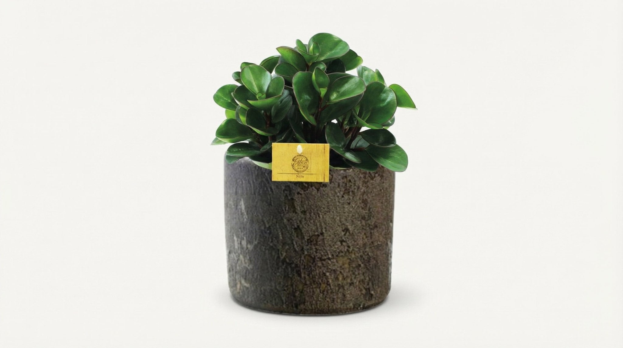 Peperomia Burning Bush (met pot) P 15 H 25 cm - 42196 - PlantenShop24