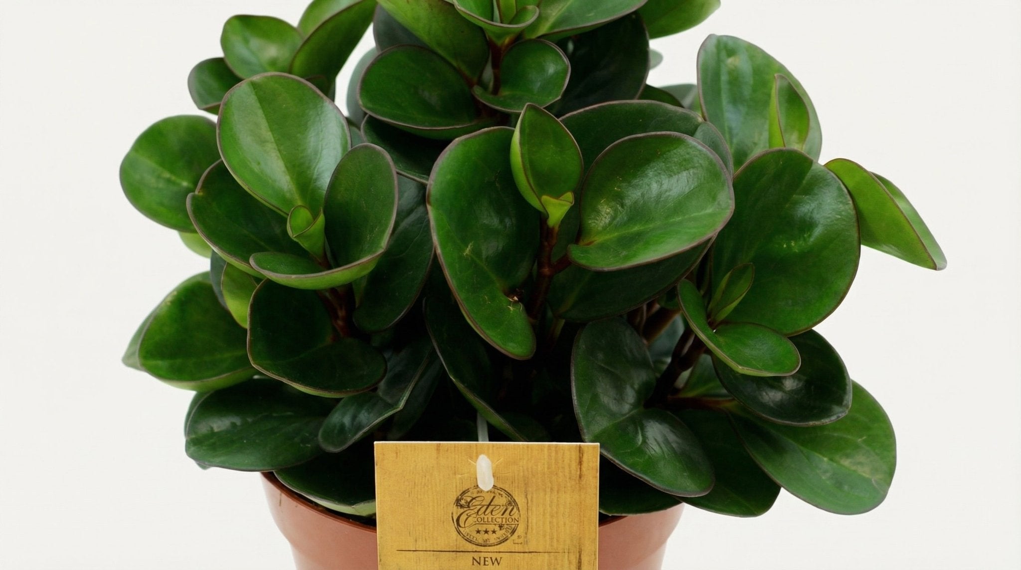 Peperomia Burning Bush P 15 H 25 cm - 12964 - PlantenShop24