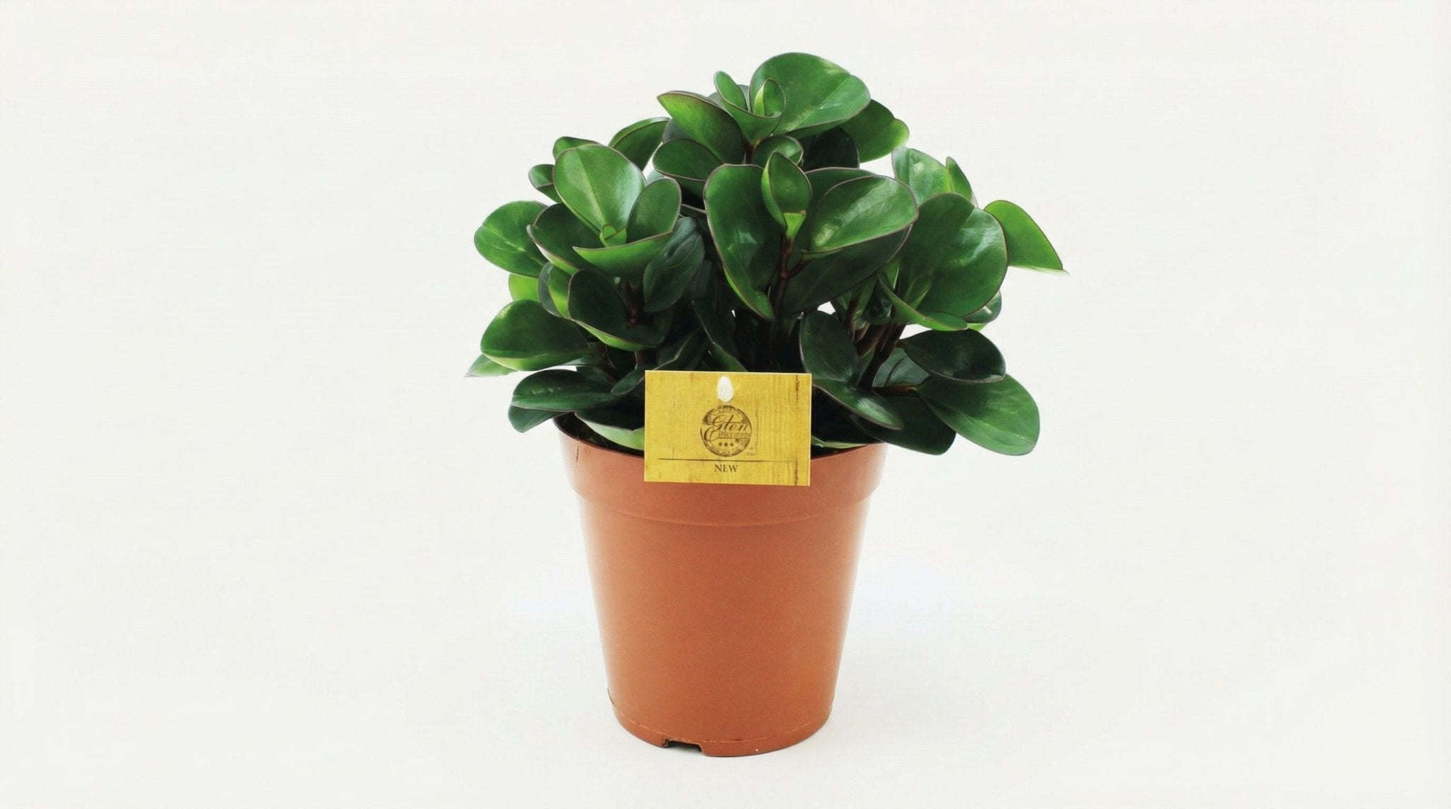 Peperomia Burning Bush P 15 H 25 cm - 12964 - PlantenShop24