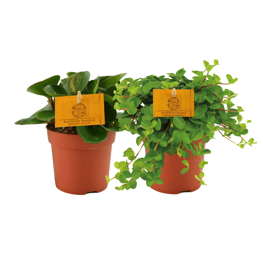 Peperomia Duo 1.0 ('Duo') (2 stuks) P 10,5 H 15 cm - 30344 - PlantenShop24