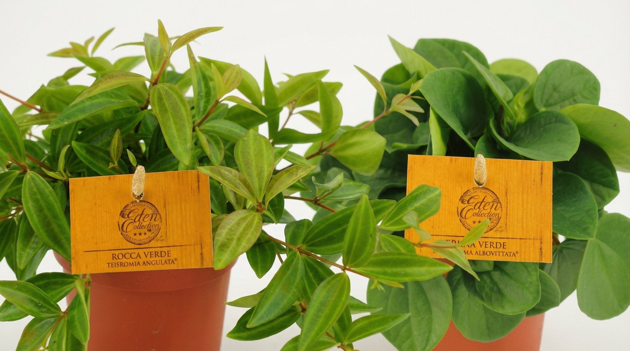 Peperomia Duo 2.0 (2x) P 10,5 H 15 cm - 30375 - PlantenShop24