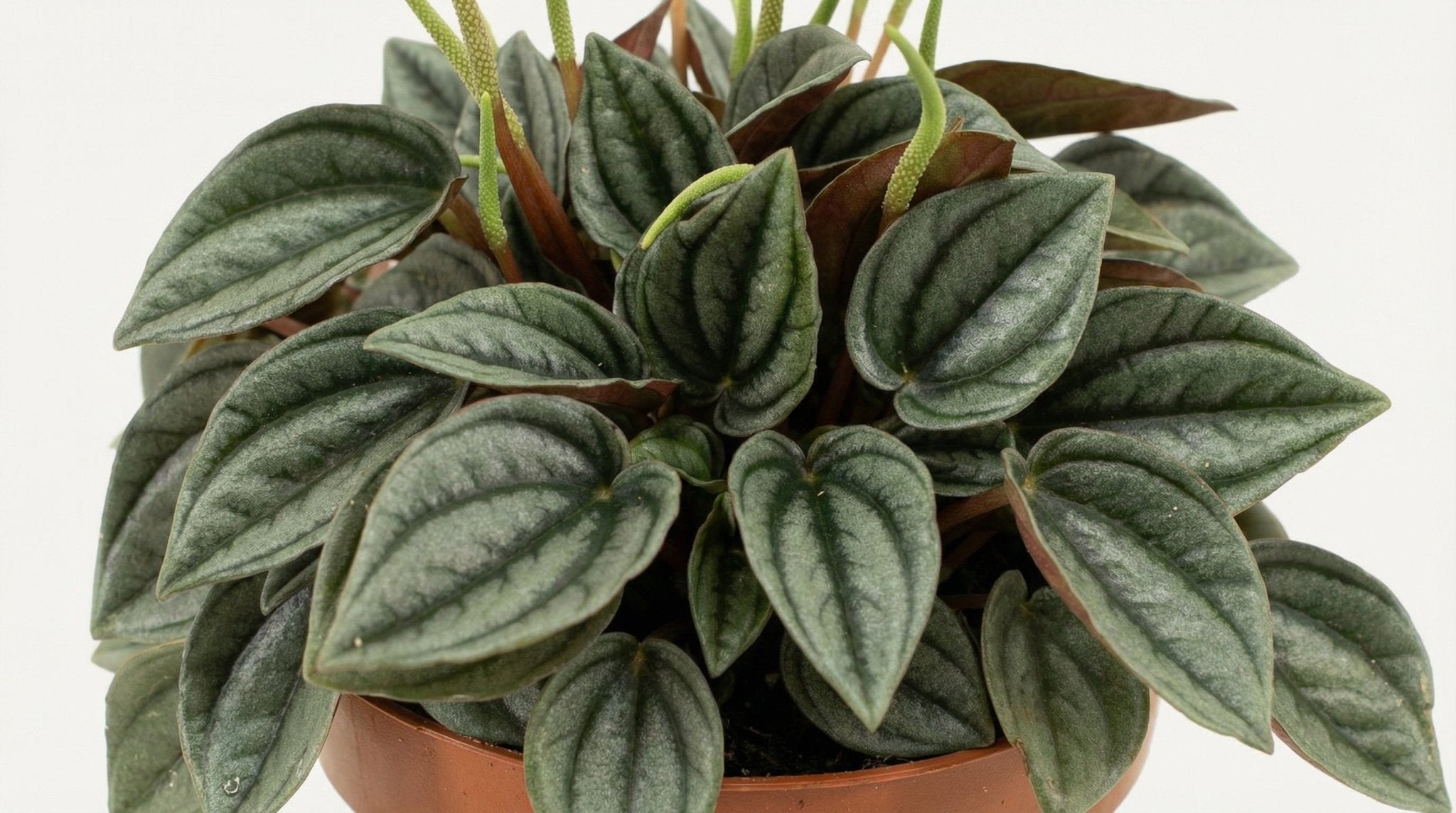 Peperomia Napoli Nights P 10,5 H 15 cm - 30291 - PlantenShop24