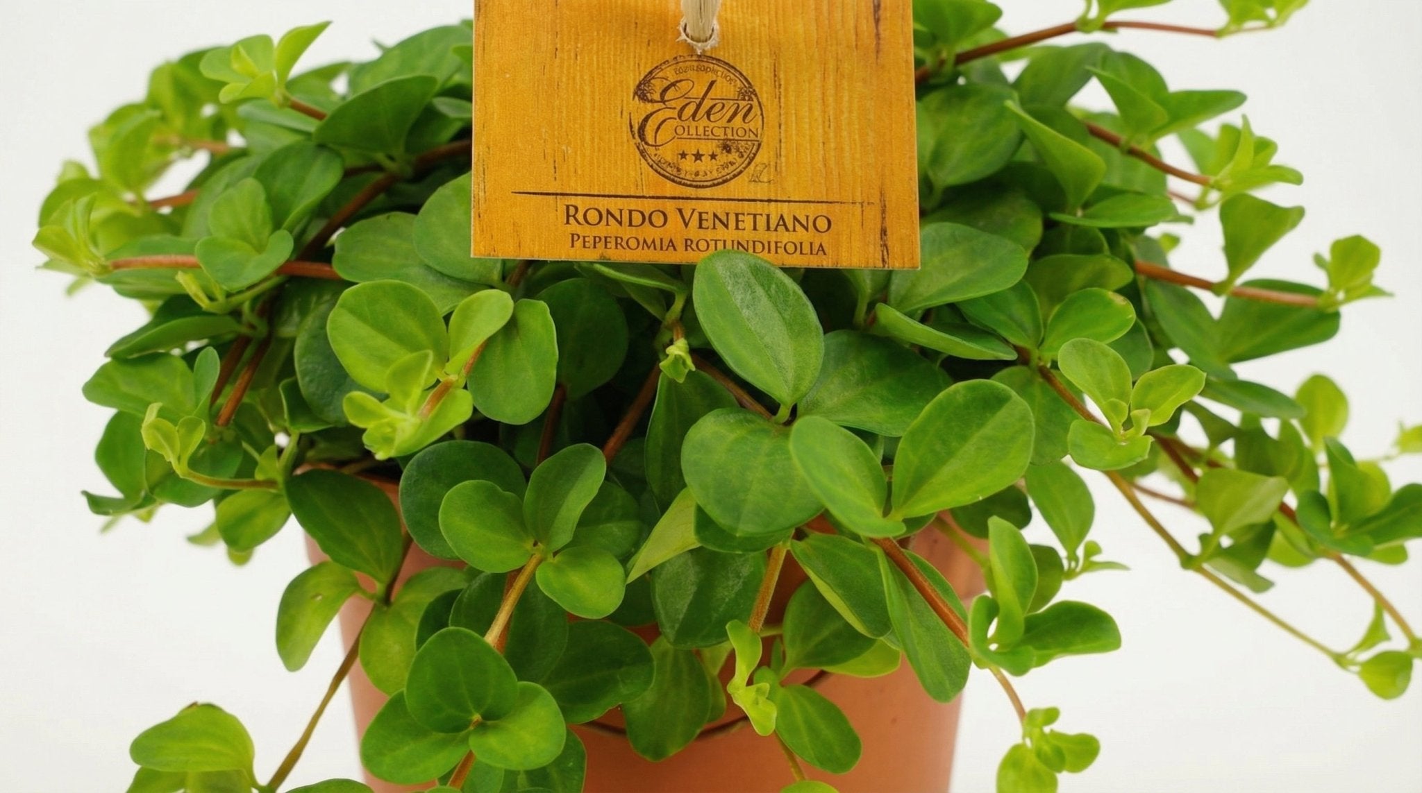 Peperomia Rotundifolia P 10,5 cm H 15 cm - 12828 - PlantenShop24