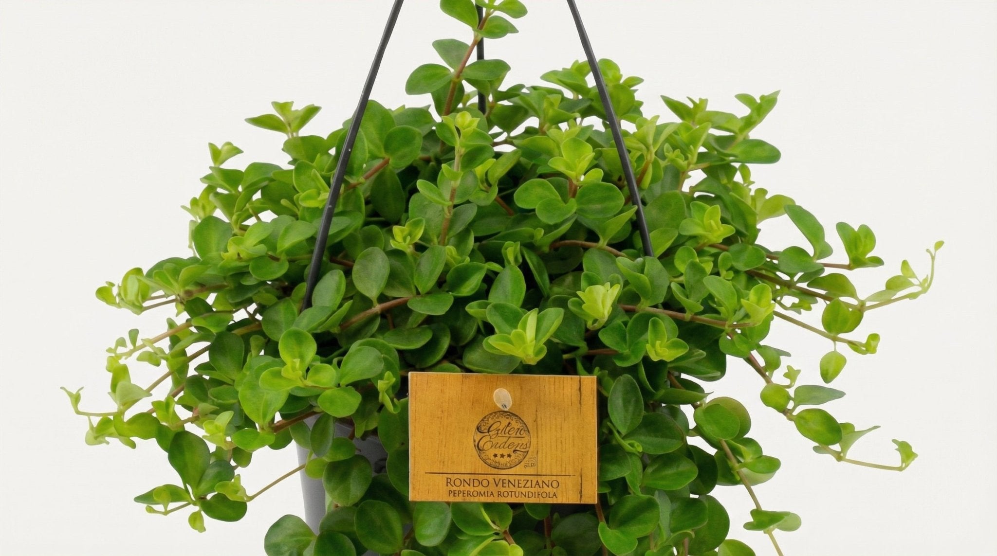 Peperomia Rotundifolia P 15 H 25 cm - 16053 - PlantenShop24