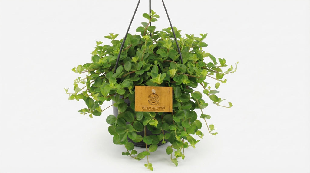 Peperomia Rotundifolia P 15 H 25 cm - 16053 - PlantenShop24